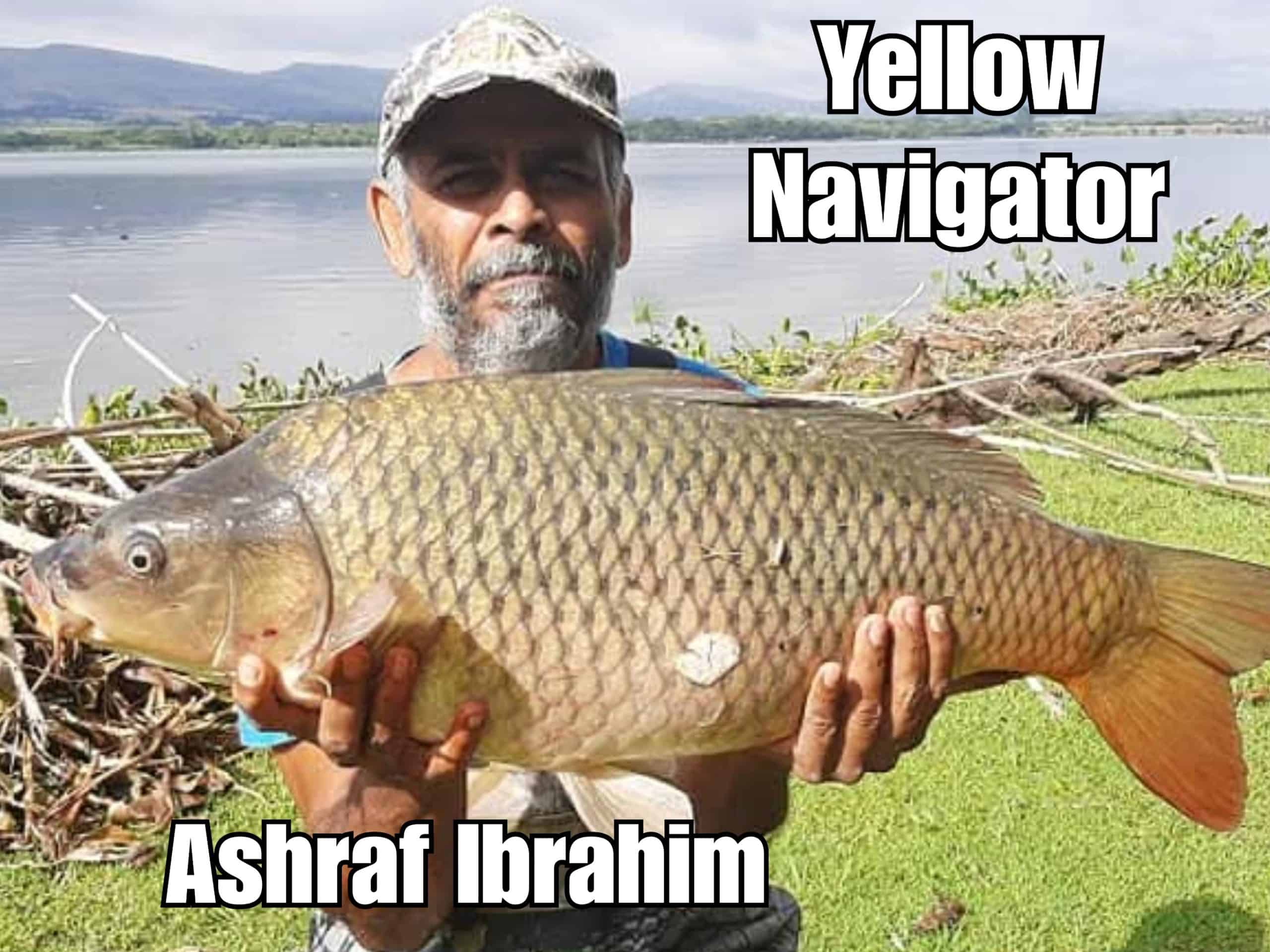 Mastering the Product: Magic Baits Yellow Navigator Flavour