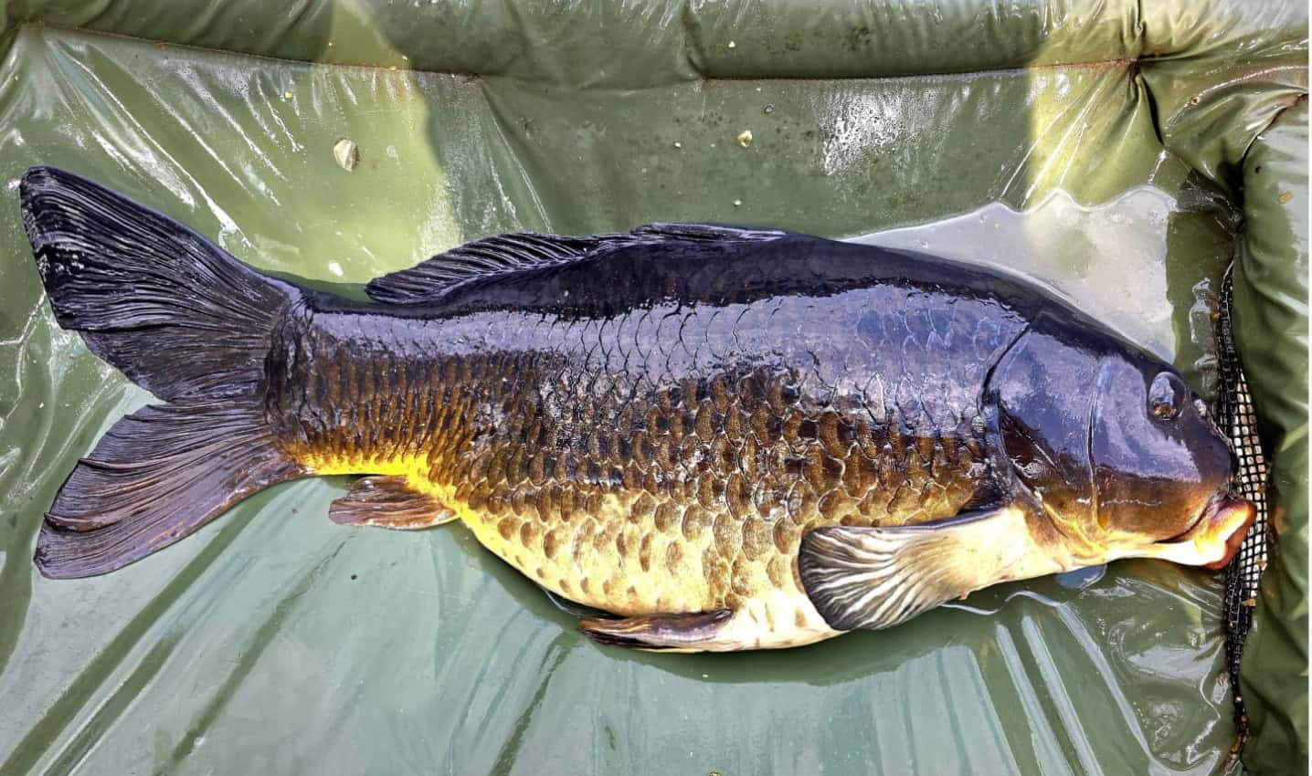 The Black Beauty of the Vaal