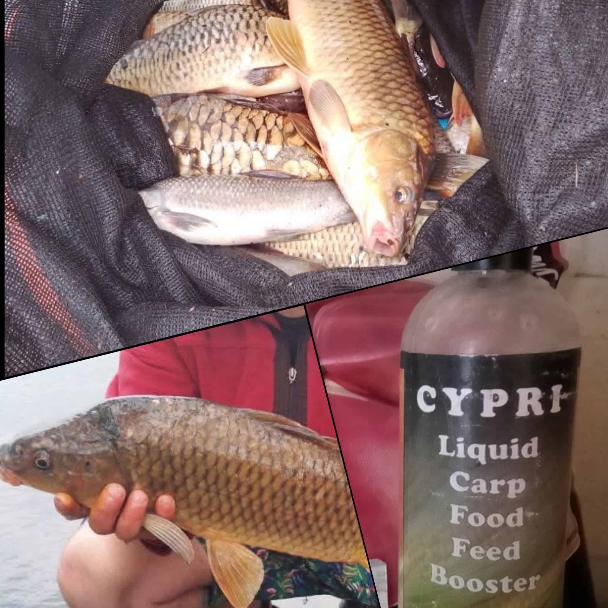 Fresh caught carp fish with special magic bait for fishing success.
